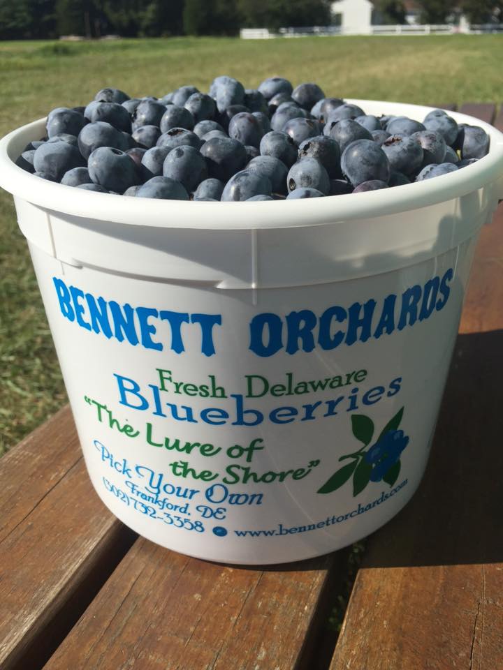 Orchards Storing & Freezing Blueberries